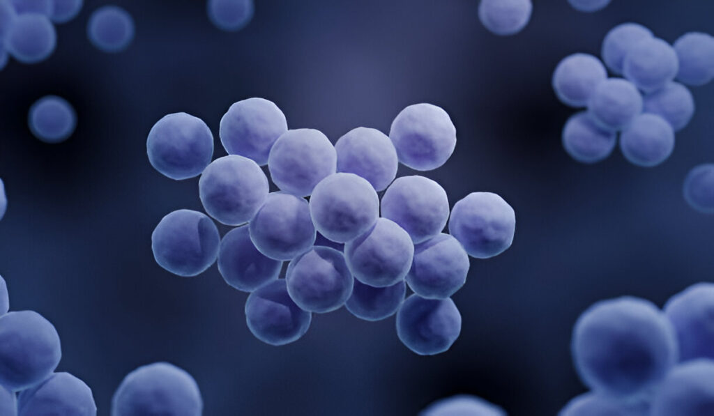 Staphylococcus aureus, the antibiotic-resistant bacterium, can cause Sequestrum