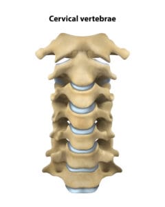 Cervical vertebrae. Isolated vector illustration