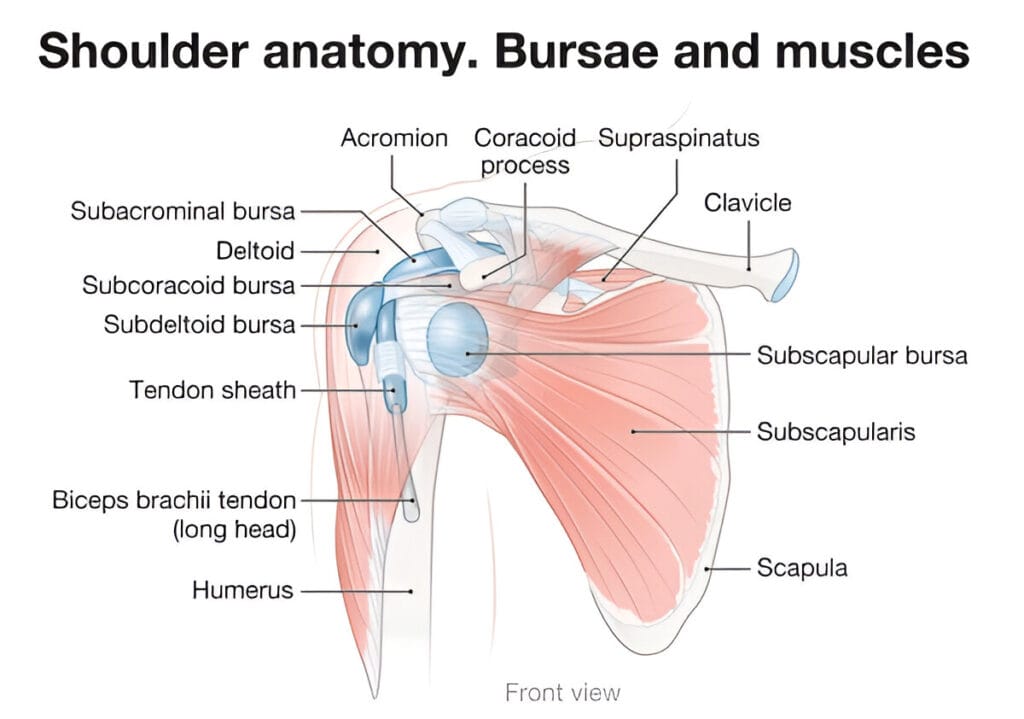 Shoulder anatomy. Bursae and muscles.